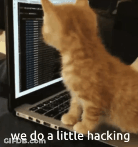 Kitten Looking At Laptop With We Do A Little Hacking GIF