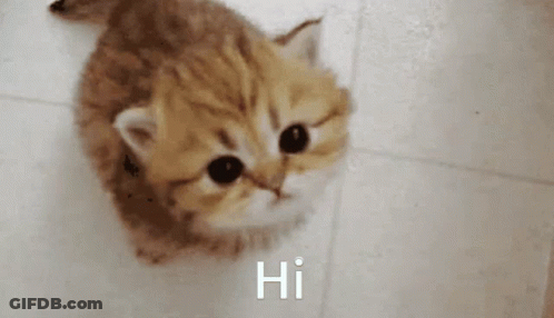 Kitten Looking Up Saying Hi GIF