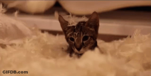 Kitten Lying In Feathers GIF