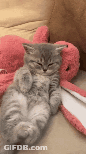 Kitten Lying Next To Stuffed Animal GIF