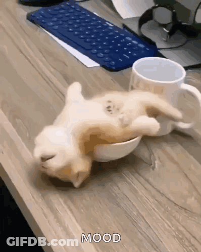 Kitten Lying On Back In Bowl Next To Coffee Cup GIF