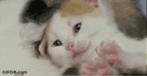 Kitten Lying On Back Looking At Camera GIF