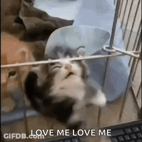 Kitten Lying On Back With Love Me GIF
