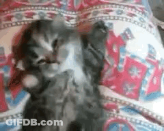 Kitten Lying On Bed GIF