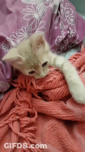 Kitten Lying On Bed With Pink Blanket GIF