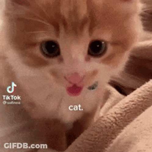 Kitten Lying On Blanket Looking At Camera GIF