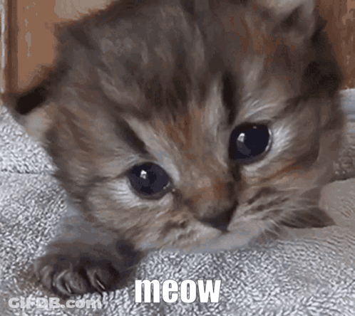 Kitten Lying On Blanket Saying Meow GIF