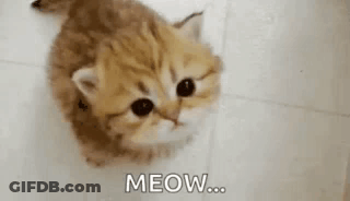 Kitten Lying On Floor Looking Up At Camera GIF