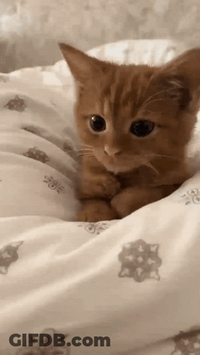 Kitten Lying On Flower Pattern Blanket GIF