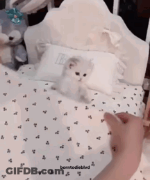 Kitten Lying On Pillow With B GIF