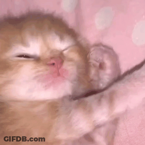 Kitten Lying On Pink Blanket GIF