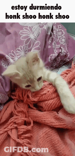 Kitten Lying On Pink Blanket GIF