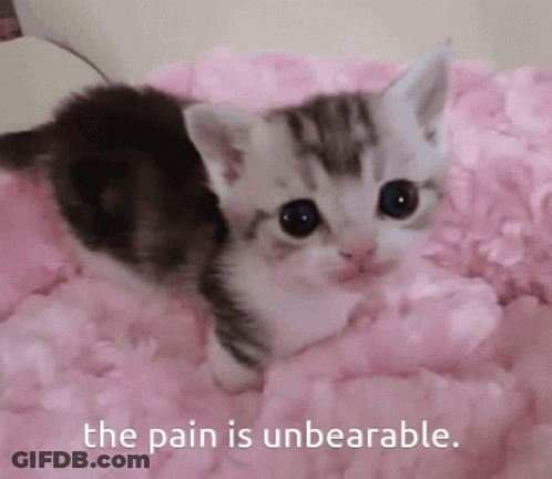 Kitten Lying On Pink Blanket The Pain Is Unbearable GIF