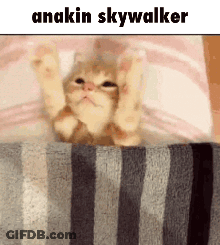 Kitten Lying On Striped Blanket Anakin Skywalker GIF
