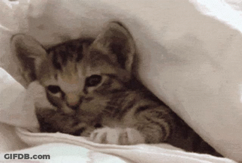 Kitten Lying Under Blanket GIF