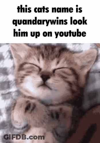Kitten Named Quandarywins On YouTube GIF