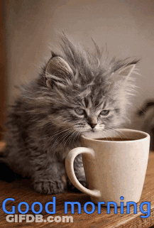 Kitten Next To Coffee Cup With Good Morning GIF