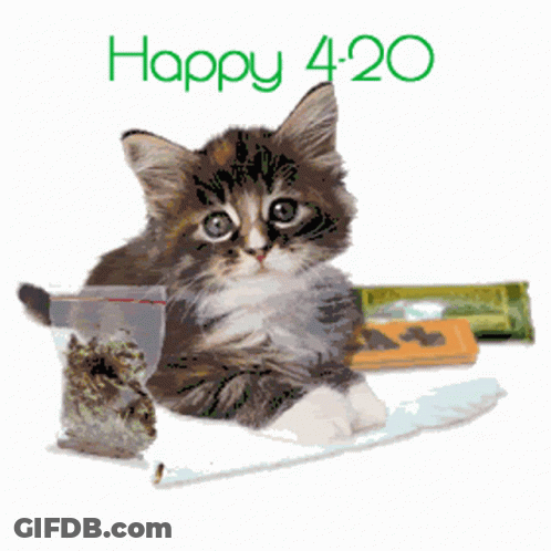 Kitten Next To Marijuana Bag Happy 420 GIF