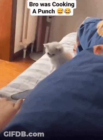 Kitten On Bed Bro Was Cooking A Punch GIF