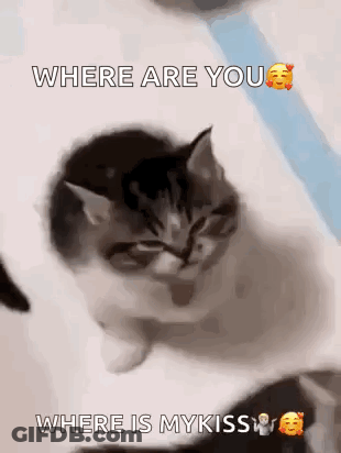 Kitten On Bed Saying Where Are You Where Is My Kiss GIF