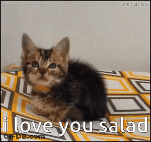Kitten On Bed With I Love You Salad GIF