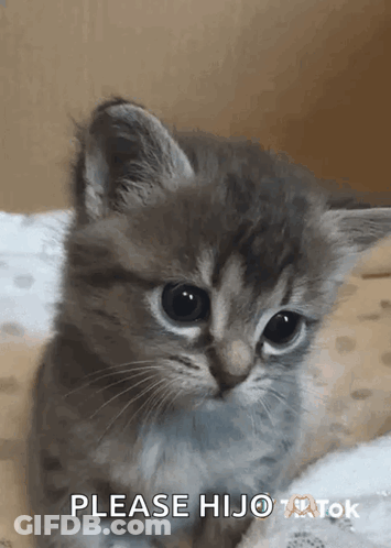 Kitten On Blanket Saying Please Hijo GIF