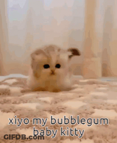Kitten On Carpet Saying Xiyo My Bubblegum Baby Kitty GIF