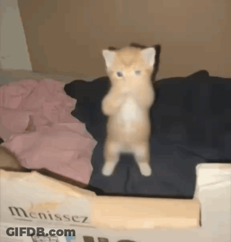 Kitten On Hind Legs Beside Box Menissez GIF
