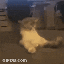 Kitten On Its Back GIF