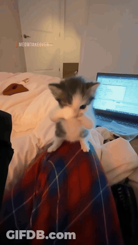 Kitten On Lap With Laptop GIF
