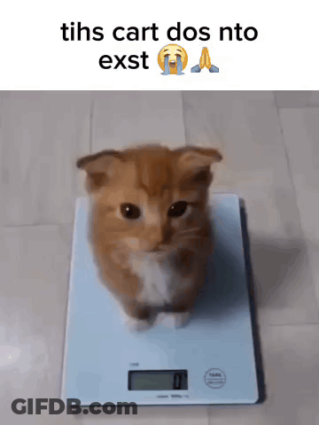 Kitten On Scale With Tihs Cart Dos Nto Exst GIF