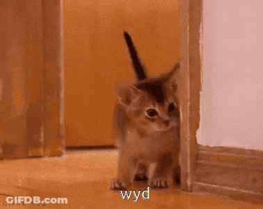 Kitten Peeking Behind Door WYD GIF