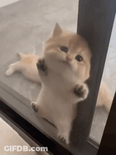 Kitten Peeking Out Of Glass Door GIF