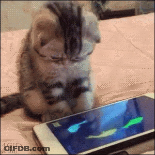 Kitten Playing Game On Cell Phone GIF