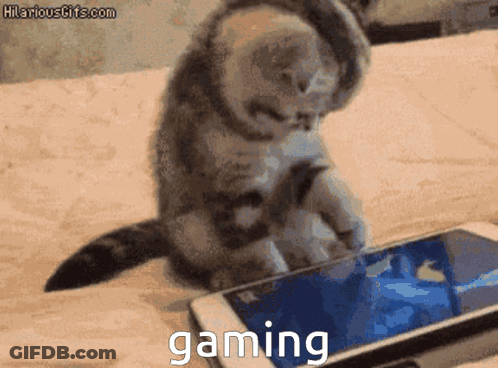 Kitten Playing Game On Cell Phone Gaming GIF