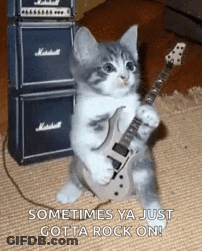 Kitten Playing Guitar In Front Of Amplifier Stack GIF