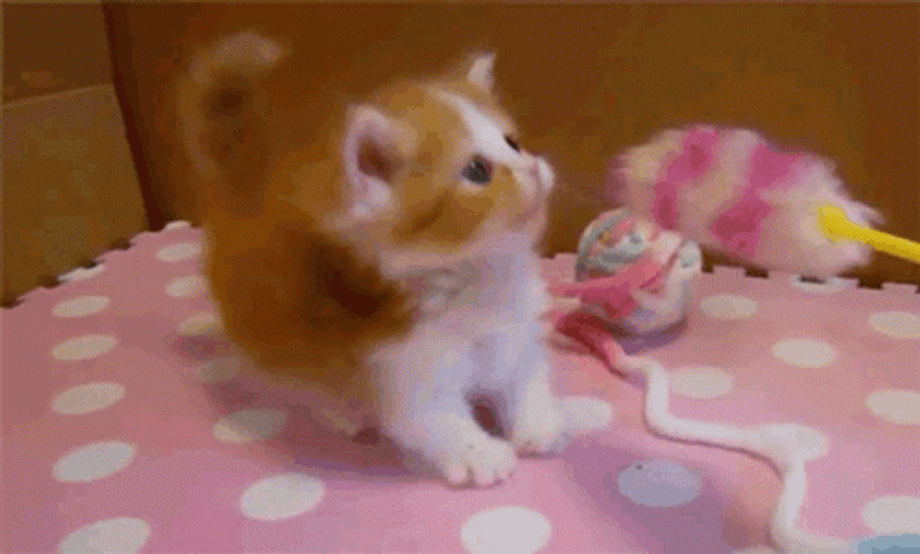 Kitten Playing With A Brush GIF