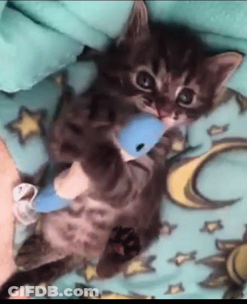 Kitten Playing With Blue Toy On Blanket GIF