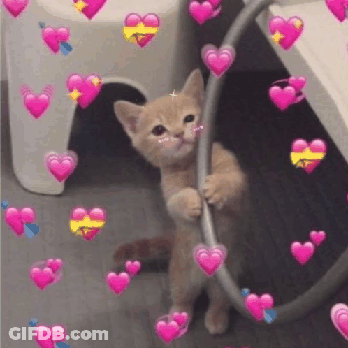 Kitten Playing With Hula Hoop In Bathroom GIF