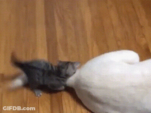 Kitten Playing With Stuffed Animal GIF