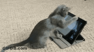 Kitten Playing With Tablet On Hind Legs GIF