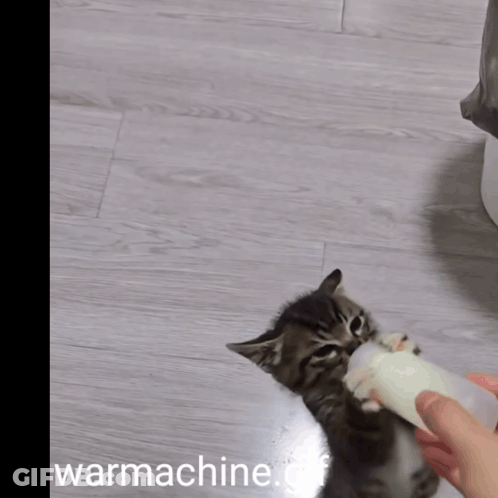Kitten Playing With Toy Warmachine GIF