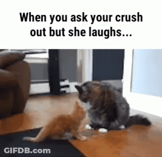Kitten Pushed By His Crush GIF