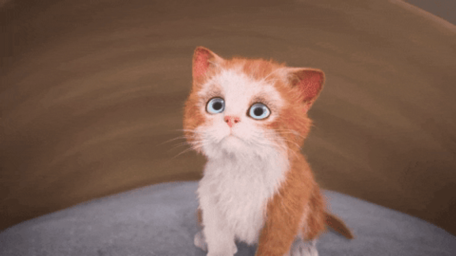 Kitten Quickly Get Bedtime GIF