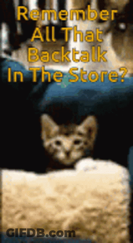 Kitten Remember All That Backtalk In The Store GIF
