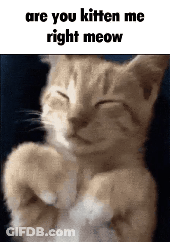 Kitten Saying Are You Kitten Me Right Meow GIF
