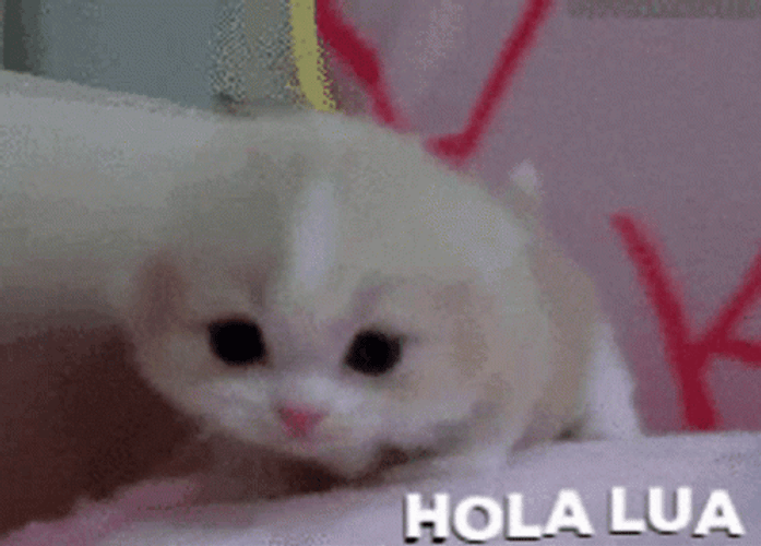 Kitten Saying Hello GIF