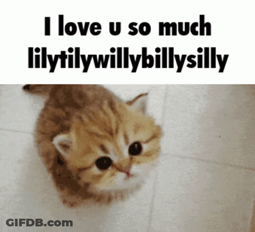 Kitten Saying I Love U So Much Lilytilywillybillysilly GIF