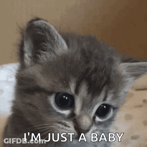Kitten Saying I'm Just A Baby GIF