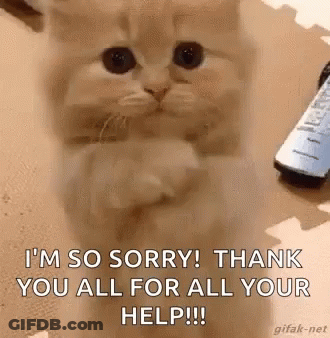 Kitten Saying I'm So Sorry Thank You All For Your Help GIF